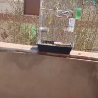 جفت عروس هلندی مولد،