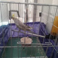 عروس هلندی