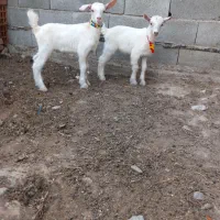 بز سانن اصلاح نژاد خیلی شیرا شرکتی