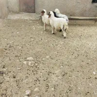 چهار راس بره دوبره