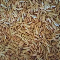 گندم وجو