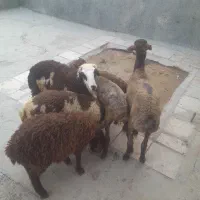 ۶عدد بره ماده داشتی