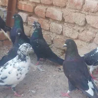 کبوتر