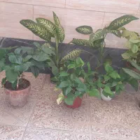 گل دیفن، آگلونما، پتوس، سینگونیوم، مطبق