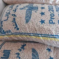 نخود گوران درجه یک. بذری