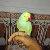 طوطی فروشی