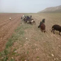 بز جوان