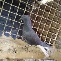 رنگه و جفتگاه