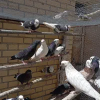 کبوتر|پرنده|لنجان, |دیوار