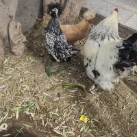 مرغ لهستانی و خروس برهما ومرغ محلی جوجه مرغ برهما