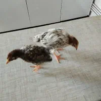 دو عدد جوجه سرحال