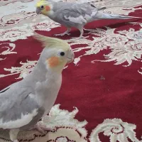 عروس پاریس