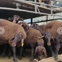 میش چاق بره چاق گوسفند لذیذ خوش پز زنده