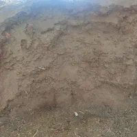 کود گوسفندی خالص