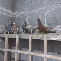 کبوتر پرنده