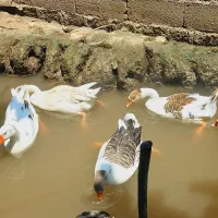 غاز|حیوانات مزرعه|رشت, حومه رشت|دیوار