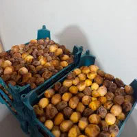 رطب خرما