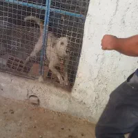 سگ نگهبان