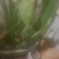 گل کاکتوس