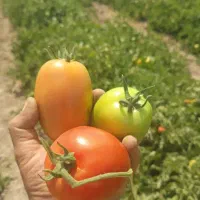 گوجه|گل و گیاه طبیعی|اقلید, |دیوار