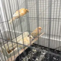 قناری جوجه نر