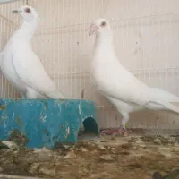 کاغذی