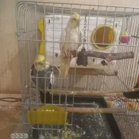 عروس هلندی سالم