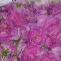 قیزیل گول