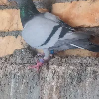 جوجه پلاکی جوجه سرور پلاکی و دورگ مرغ عشق مولد