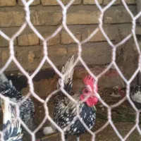 خروس سبرایت