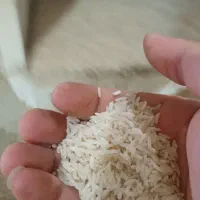 فروش برنج درجه ۱
