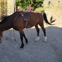 اسب مادیان