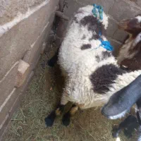 گوسفند مادی