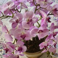 گل ارکیده مصنوعی