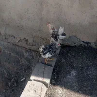 جوجه مرغ خروس گلین