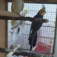 جفت عروسی هلندی