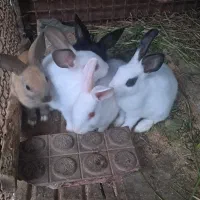 خرگوش