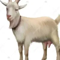 شیر تازه بز برای کشک و غلور شیر