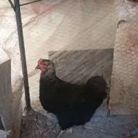 مرغ تخمگذار محلی