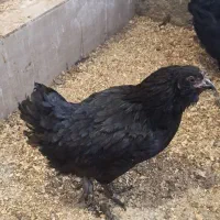 مرغ مرندی تخم گذار