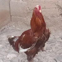 خ رو س لاری