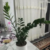 گل زامیفولیا