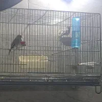سهره جفت عطیقه