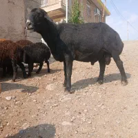 قوچ قره قزل مو فر اصل