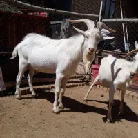 نر بز سانن