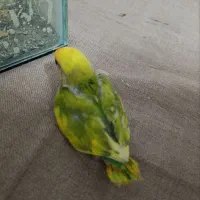 جوجه کوتوله