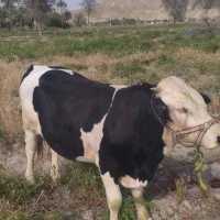 گاونر|حیوانات مزرعه|میناب, |دیوار