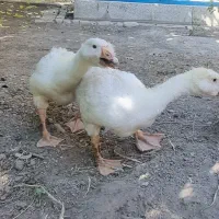 قوغاز لیندا یکماهه جفت