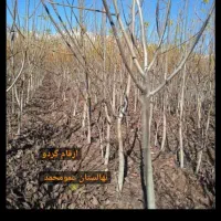 نهال چکی و اقساطی تعداد بالا با چک معتبرفقط کشاورز