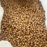 نخود ابگوشتی